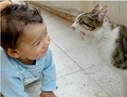 Kedi ve köpek bebekleri koruyor