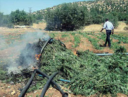 PKK'da para dolu kayıp kavanoz öfkesi