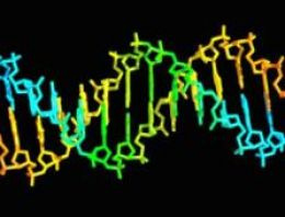 Uzun yaşamın DNA'sı araştırılıyor